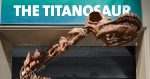 Argentine Titanosaur (D. Finnin/AMNH)