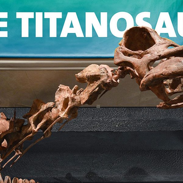 The Argentine Titanosaur is BIG