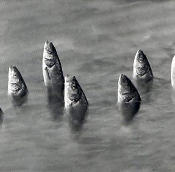 Surrealismo Ojos de Mexico ~ Surrealism in Mexican Photography