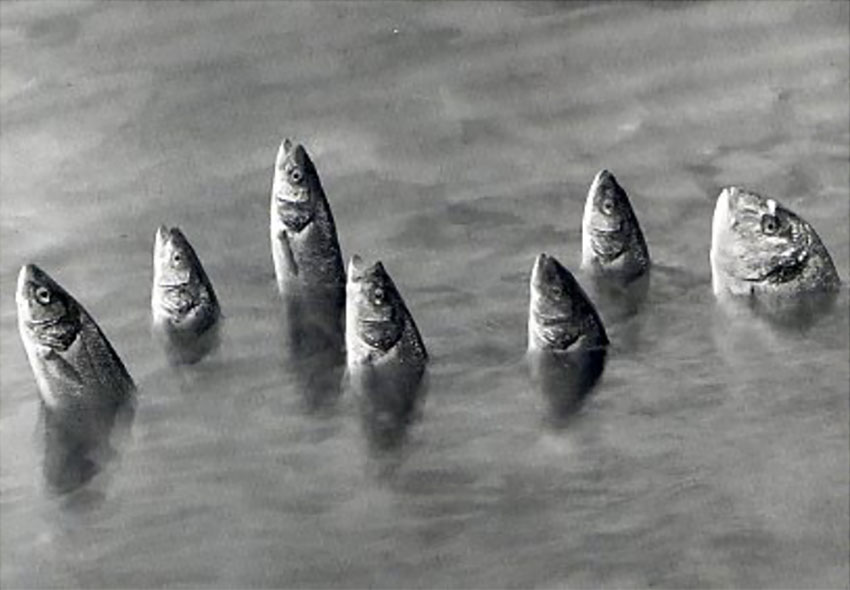 Flor Garduño. Imagen mística, Svizzera (2005). Gelatin Silver Print 16 x 20 in. Signed on verso. | Throckmorton Fine Art