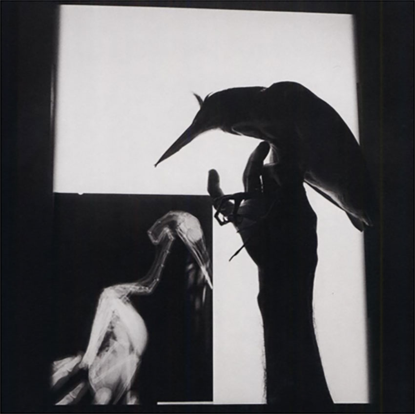 Graciela Iturbide. X-Ray of a bird, Qaxaca, Mexico (1999). Gelatin silver print. 20 x 16 in. Signed in pen on recto | Throckmorton Fine Art