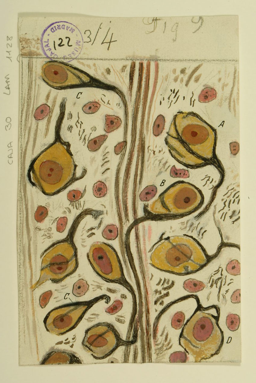 The Beautiful Brain: The Drawings of Santiago Ramón y Cajal. Courtesy of Grey Art Gallery.