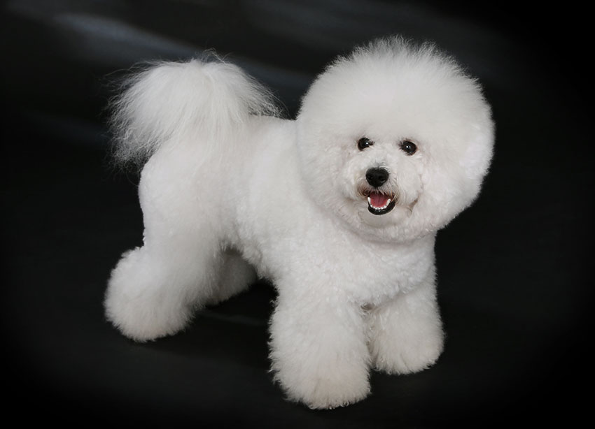 Spanish/French Bichon Frisé. Courtesy of Heike Andres.