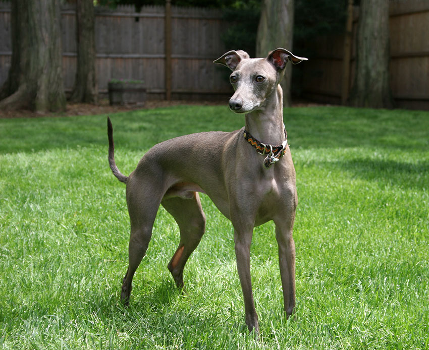 Italian Greyhound. Courtesy of Christina.