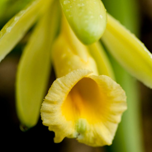 The Orchid Show is flowering at the New York Botanical Garden