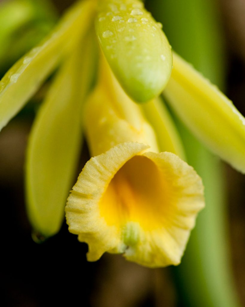 Vanilla Orchid from which vanilla is produced. Courtesy of Ivo M Vermeulen / New York Botanical Garden.