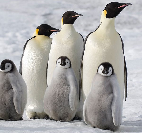 New York International Children’s Film Festival 2018