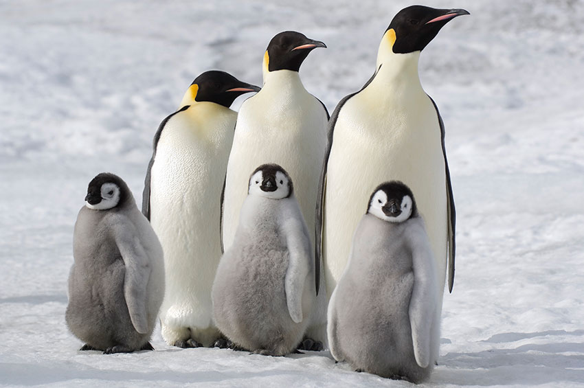 "March of the Penguins 2: The Next Step." Courtesy of The Next Step: Creative Artists Agency.