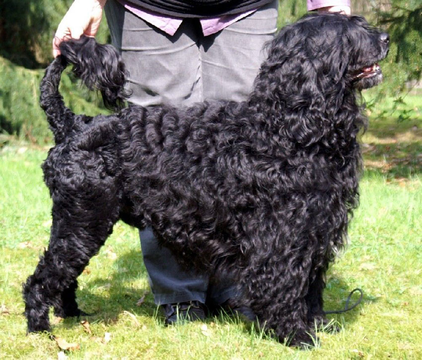 Portuguese Water Dog. Courtesy of Silke Hollje-Schumacher.