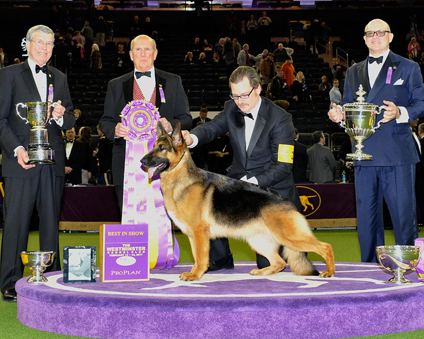 Rumor Has It 2017 Best in Show at the Westminster Dog Show. Courtesy of the Westminster Kennel Club.