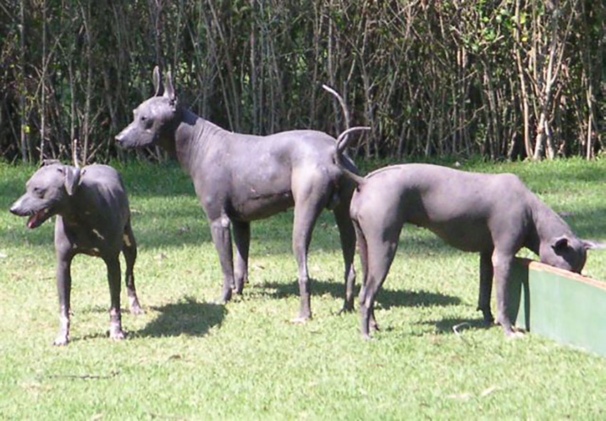 Xoloitzcuintles. Courtesy of Hajor.