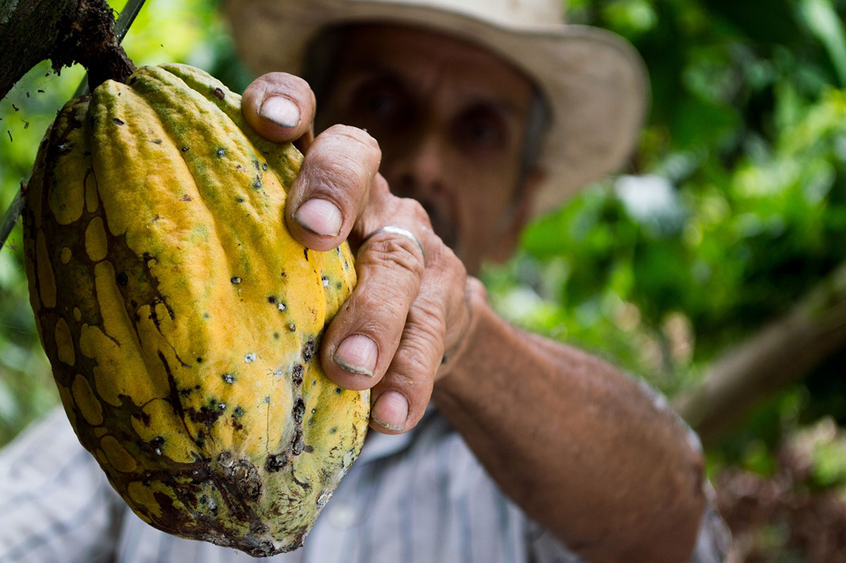 Chocolate is made from the beans of Cacao fruit