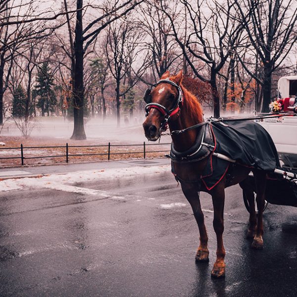 Things to do in NYC in January 2019