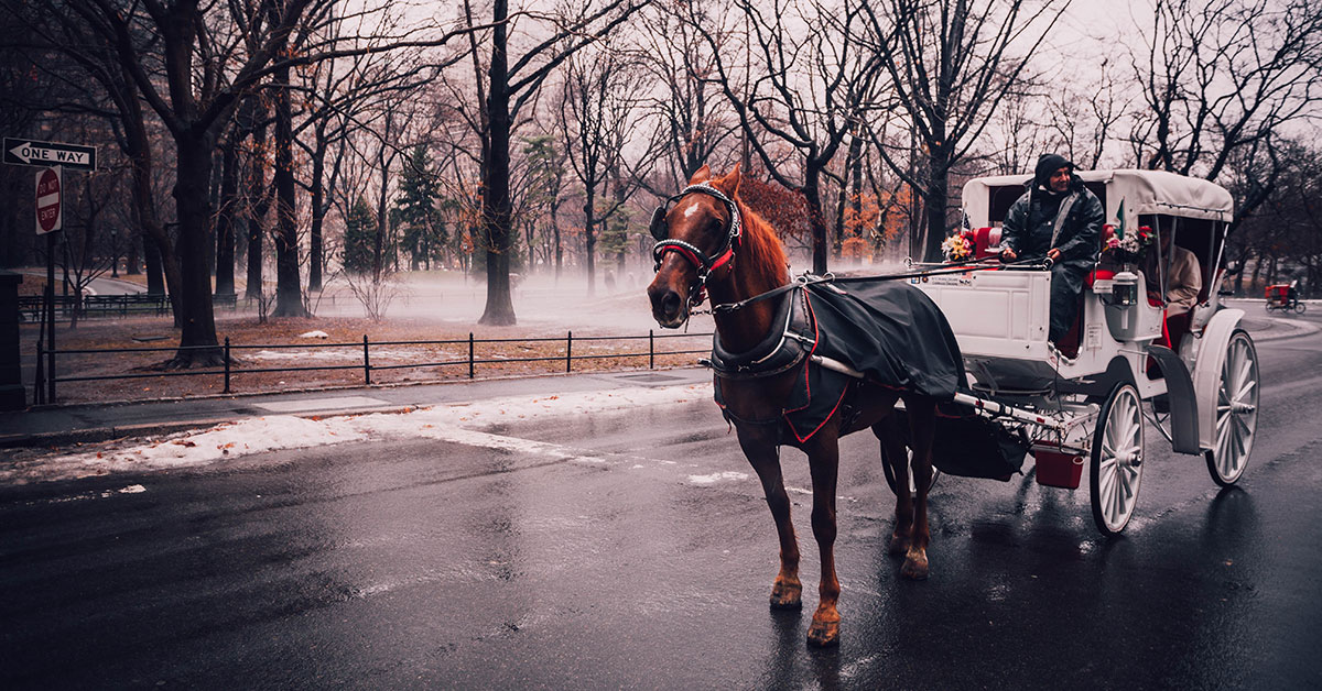 Things to do in New York in January