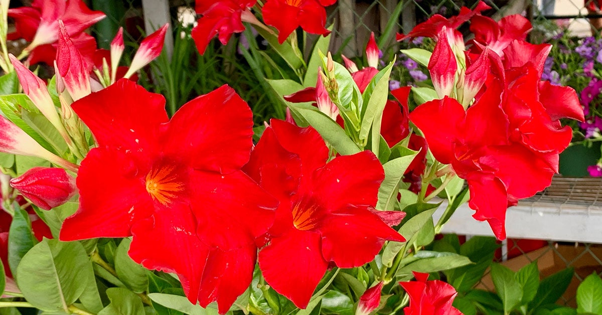 Color at the 2019 Aibonito Flower Festival in Aibonito, Puerto Rico by Keith Widyolar