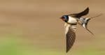 La Golondrina (The Swallow)