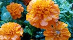 Mexican Marigolds (Mariia Poliakova/Dreamstime)