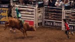 PBR Buck-Off (King Ho Yim/Dreamstime)