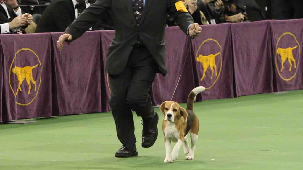 Westminster Dog Show (Dwong19/Dreamstime)