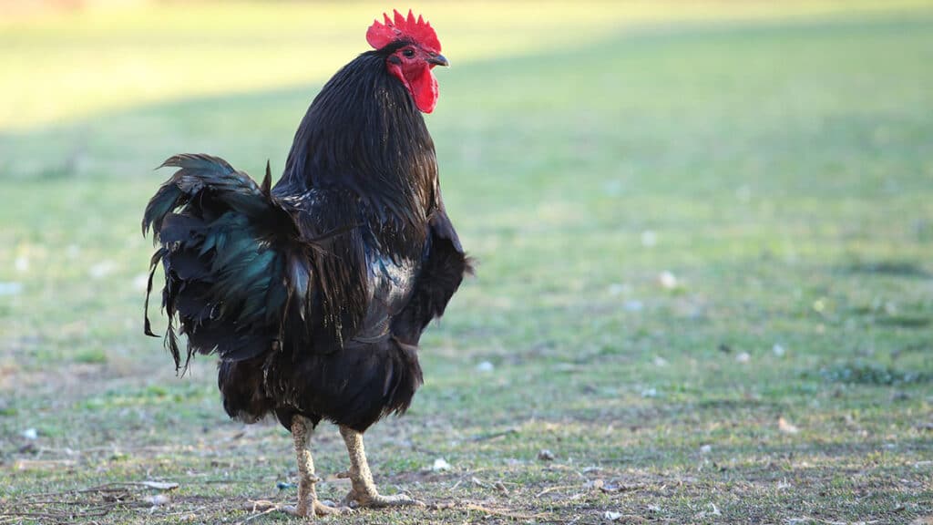 Maman Brigitte is represented by a Black chicken (Geza Farkas/Dreamstime)