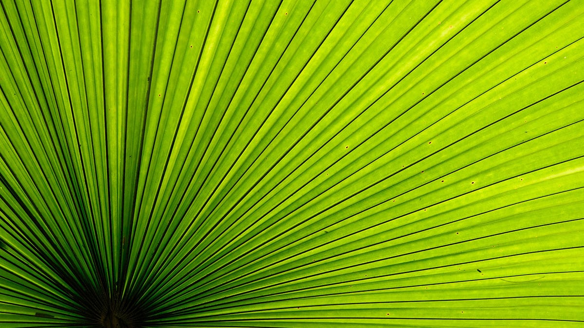 Palm Sunday (Jakgree Inkliang/Dreamstime)