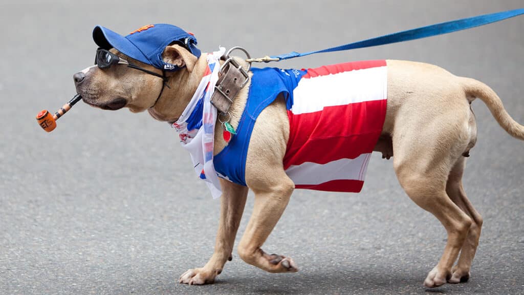 Tompkins Square Halloween Dog Parade (RightFramePhotoVideo/Dreamstime)