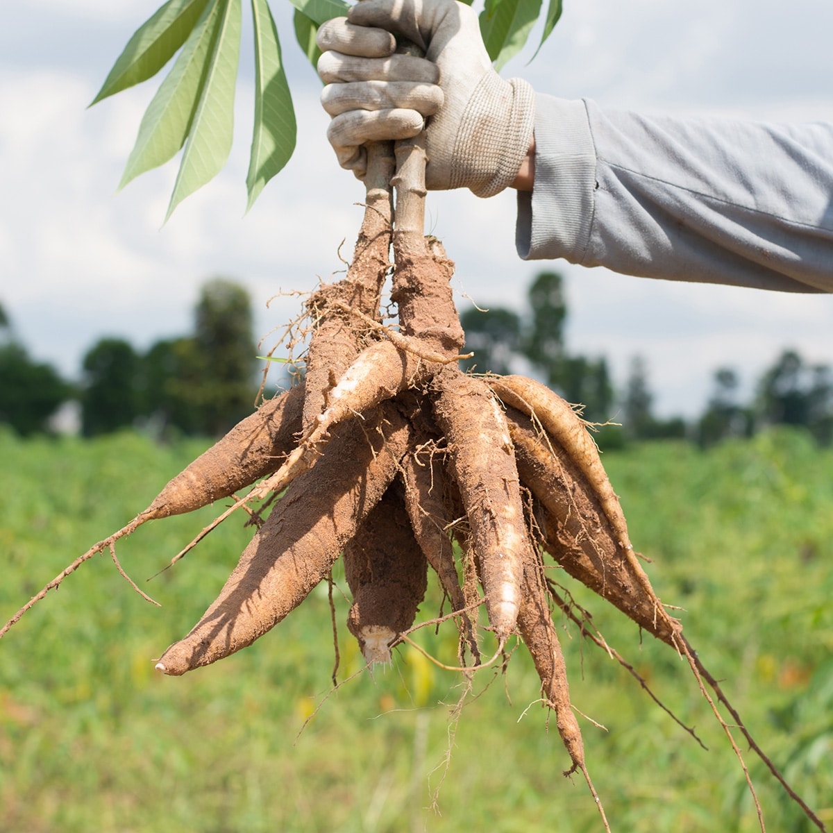 Yuca roots (khemfoto/Adobe)